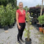 Ginko dvojlaločné (Ginkgo biloba) - výška 70-100 cm, kont. C10L - VIACKMEŇ